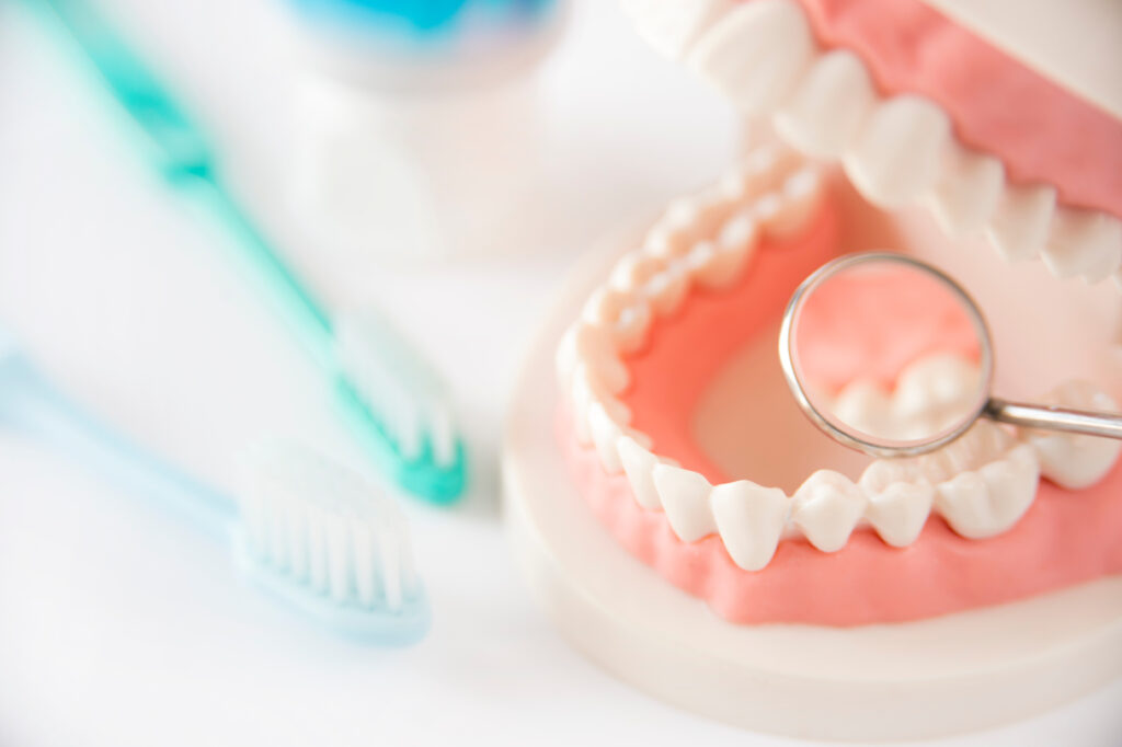 歯ブラシと歯の模型に置かれた歯科用器具
